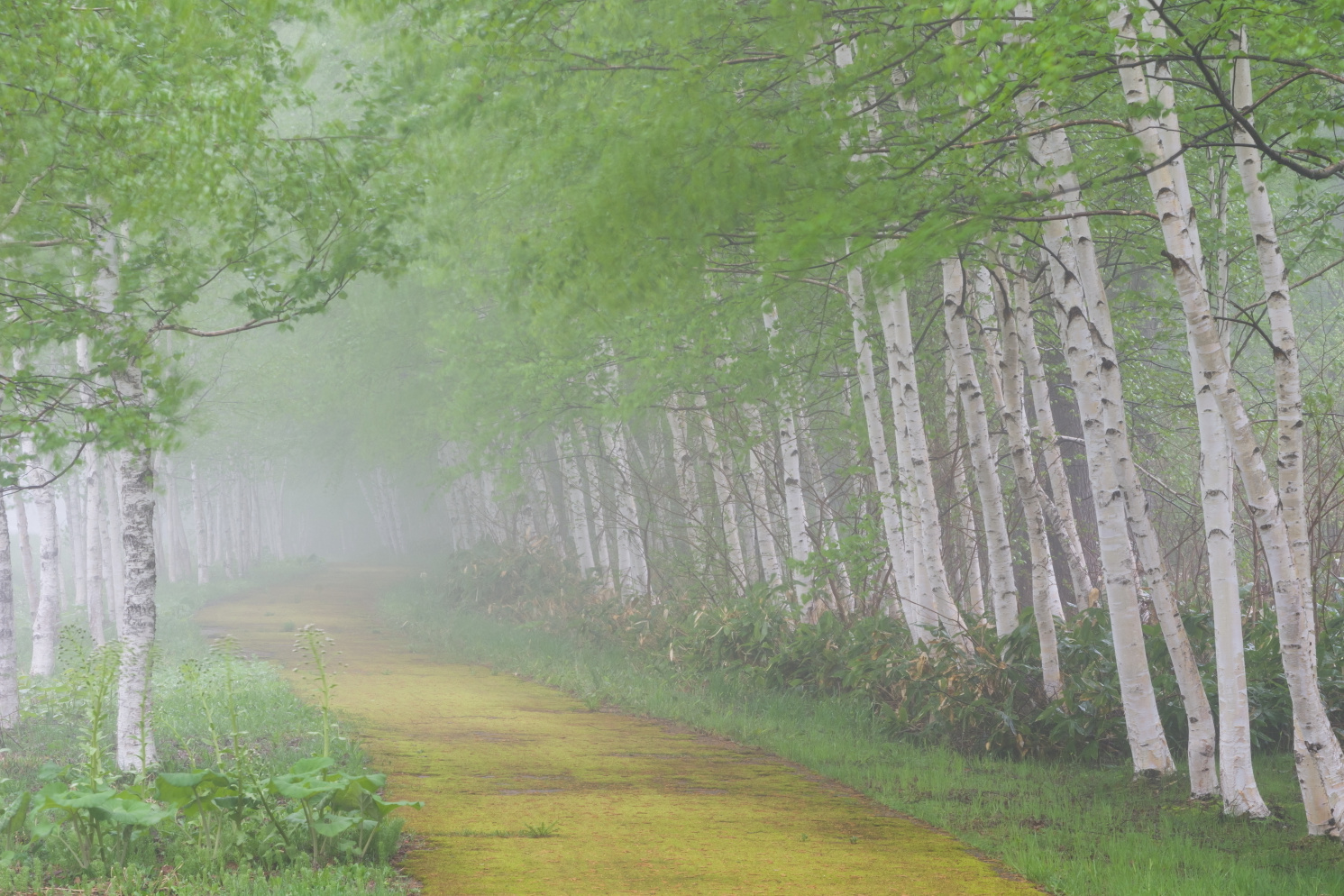 グリーン調剤薬局　在宅療養支援