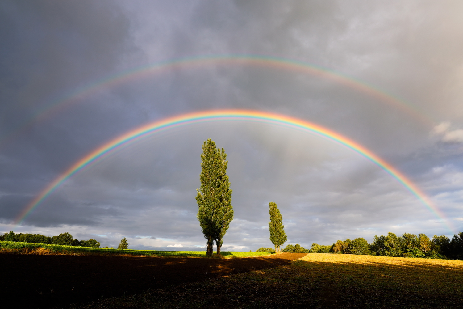 グリーン調剤薬局　